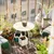 Read more about Balcony Botanicals