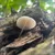 Read more about Nature Journal #2 (April 2024- )