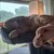 Read more about My Cat Is Very Orange