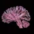 Read more about Inside the brain