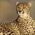 Read more about The cheetah