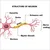 Read more about Anatomy of NEURON