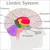 Read more about Limbic system