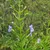 Read more about Herbal Education