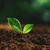 Read more about Benefits of natural plant