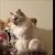 Read more about Thoughts of a fluff. (Feline/cat)