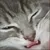 Read more about Kitteh are Special