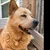 Read more about We don’t deserve dogs
