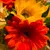 Visit Shannon Oliver profile!